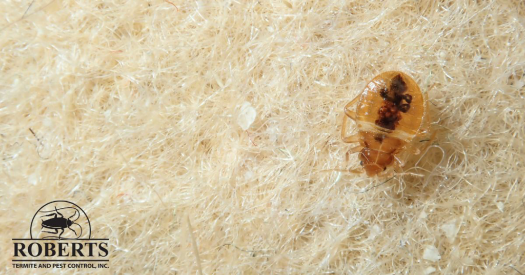 A close-up view of a bed bug on a textured fabric surface by Roberts Termite & Pest Control in Austin, TX