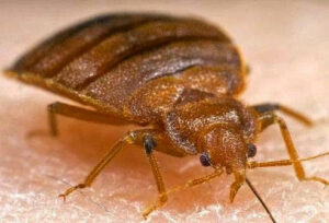 A close-up image of a bed bug crawling on human skin, indicating a pest problem handled by Enviro-Pest Solutions in Waterloo, IA.
