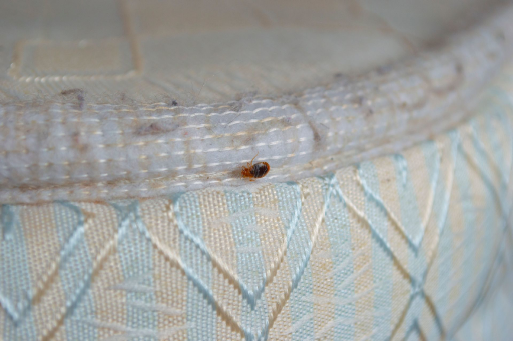A close-up of a bed bug on a mattress, a common pest problem addressed by Economy Pest Control Inc in Annapolis, MD.