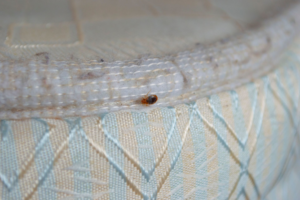 A close-up of a bed bug on a mattress, a common pest problem addressed by Economy Pest Control Inc in Annapolis, MD.