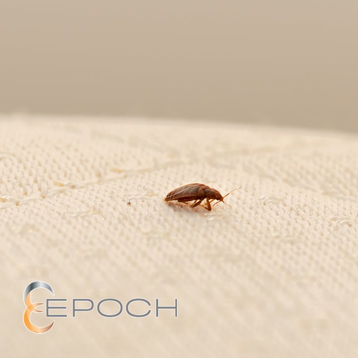 A close-up of a bed bug on a mattress, indicating bed bug treatment from Epoch Pest Solutions in Oklahoma City, OK.
