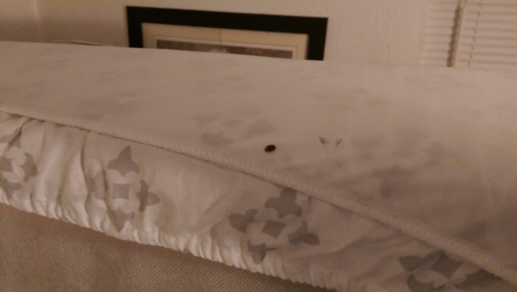 A single bed bug visible on a mattress, showing a pest issue addressed by The Bug Guy in Springfield, MO.