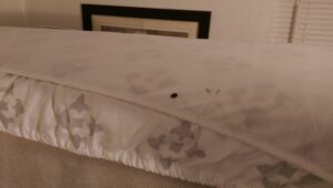 A single bed bug visible on a mattress, showing a pest issue addressed by The Bug Guy in Springfield, MO.