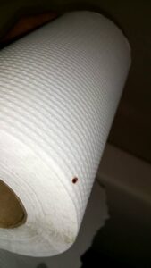 A single bed bug found on a roll of paper towels, indicating a pest problem for Himalaya Pest Control in Alpharetta, GA.