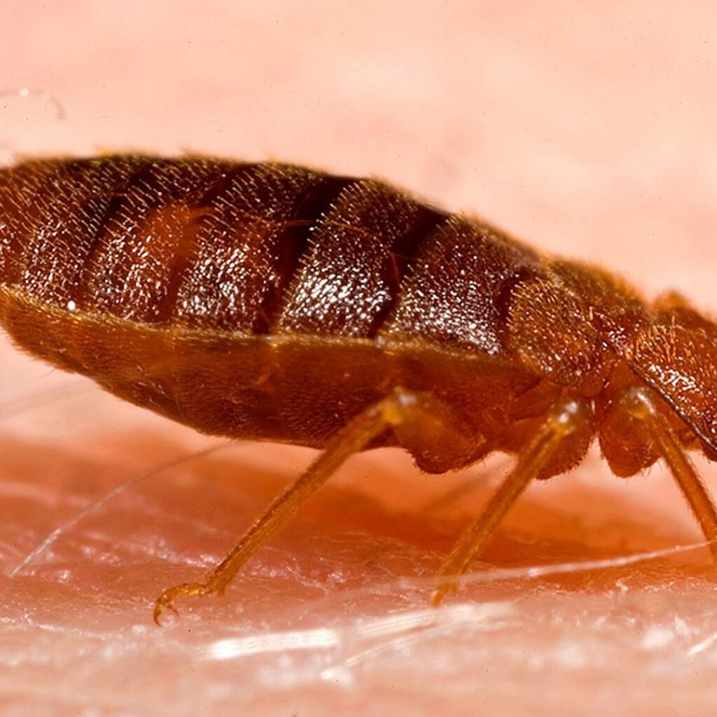 A close-up view of a bed bug on human skin, indicating a pest issue addressed by Bug Busters Pest Control in San Antonio, TX.