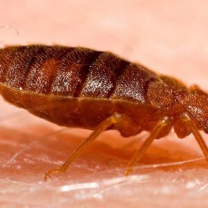 A close-up view of a bed bug on human skin, indicating a pest issue addressed by Bug Busters Pest Control in San Antonio, TX.
