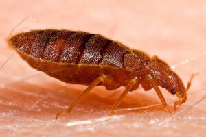 A close-up image of a bed bug crawling on human skin, a pest treated by CMac Pest Control in Charleston, SC.