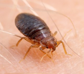 A close-up image of a bed bug on skin, a common pest treated by Lady Bug ECO FRIENDLY Pest Control in Mesa, AZ.