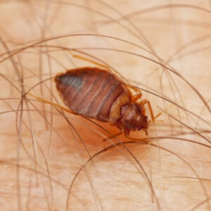 A close-up image of a bed bug on human skin, indicating a bed bug control service by Maximum Pest Management in Wichita, KS.
