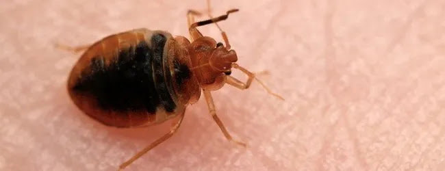 A close-up image of a bed bug on human skin, indicating a common pest issue addressed by SafeWay Pest Control in Johnson City, TN.