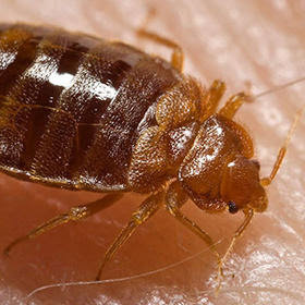 A close-up of a bed bug on skin, representing pest control services by Truly Nolen Pest & Termite Control in Lehigh Acres, FL.