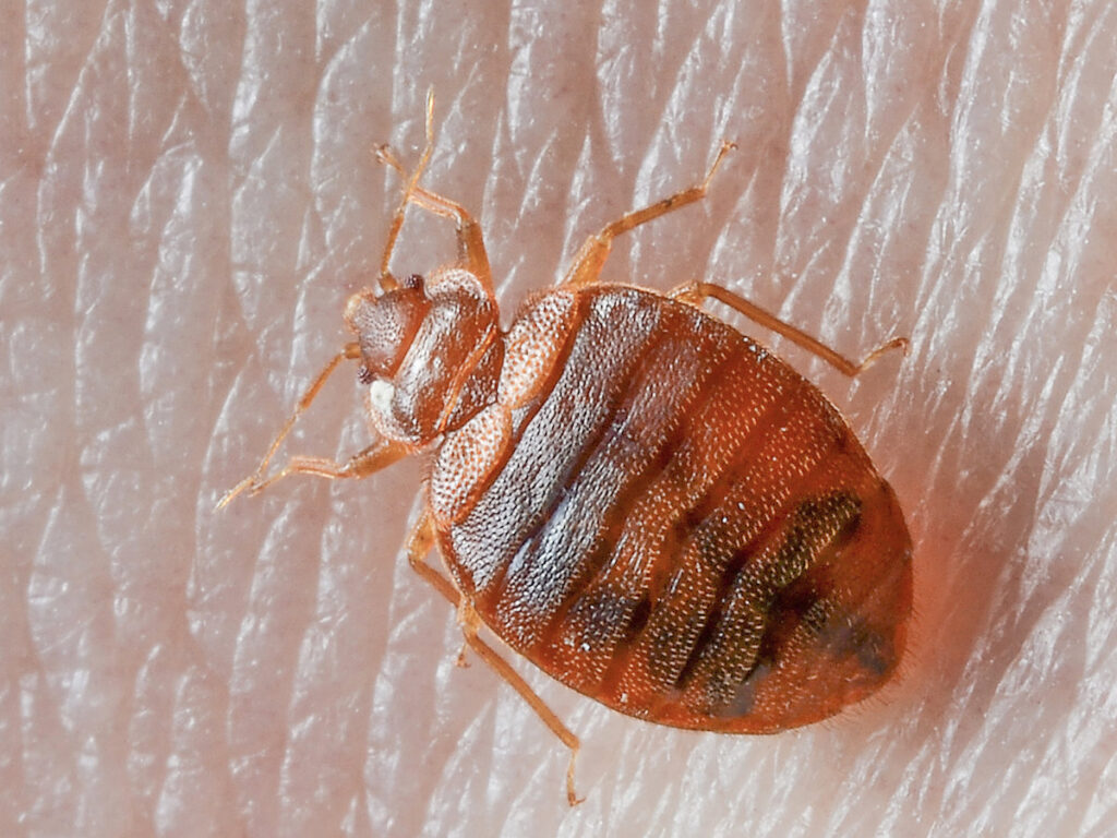 A close-up of a bed bug on human skin, indicating a pest problem that Valley Pest Control in Oshkosh, WI can resolve.