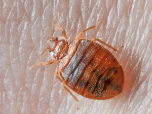 A close-up of a bed bug on human skin, indicating a pest problem that Valley Pest Control in Oshkosh, WI can resolve.
