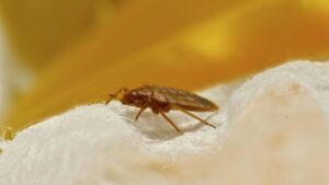 A close-up of a bed bug on white fabric, indicating a pest issue addressed by Economy Pest Control Inc in Annapolis, MD.