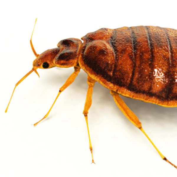 A close-up image of a bed bug, representing bed bug extermination services by Star Pest Control in Idaho Falls, ID.