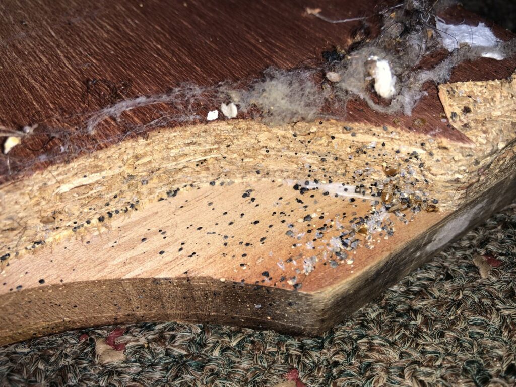 Signs of bed bug infestation, including feces and shed skins, visible on a wooden bed frame, a job for Himalaya Pest Control in Alpharetta, GA.