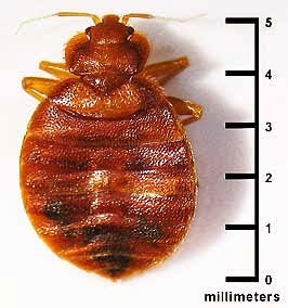 A close-up of a bed bug next to a ruler, illustrating pest extermination services by Bohmz Pest Services in Janesville, WI.