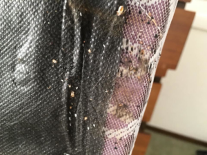 Bed bugs and their droppings visible on fabric, indicating an infestation handled by Affordable Pest Technicians in Services Available In.