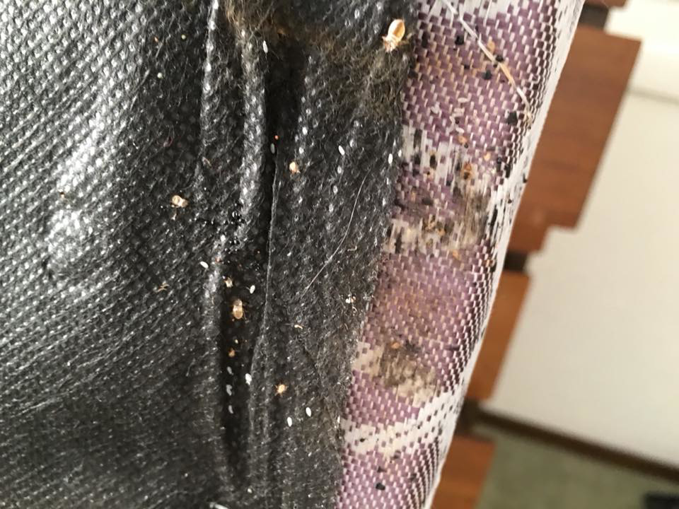 Bed bugs and their droppings visible on fabric, indicating an infestation handled by Affordable Pest Technicians in Services Available In.