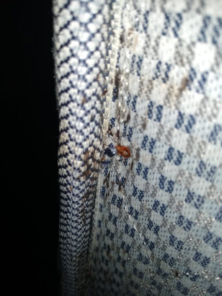 Close-up of bed bugs and their droppings found on fabric, indicating a pest problem handled by Power Pest Solutions in Knoxville, TN.