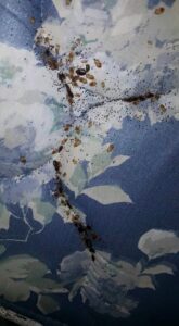 Bed bugs and droppings on a floral mattress, showing a pest issue handled by Sellers Pest Control in Summerville, SC.