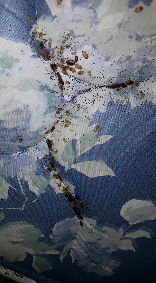 Bed bugs and droppings on a floral mattress, showing a pest issue handled by Sellers Pest Control in Summerville, SC.