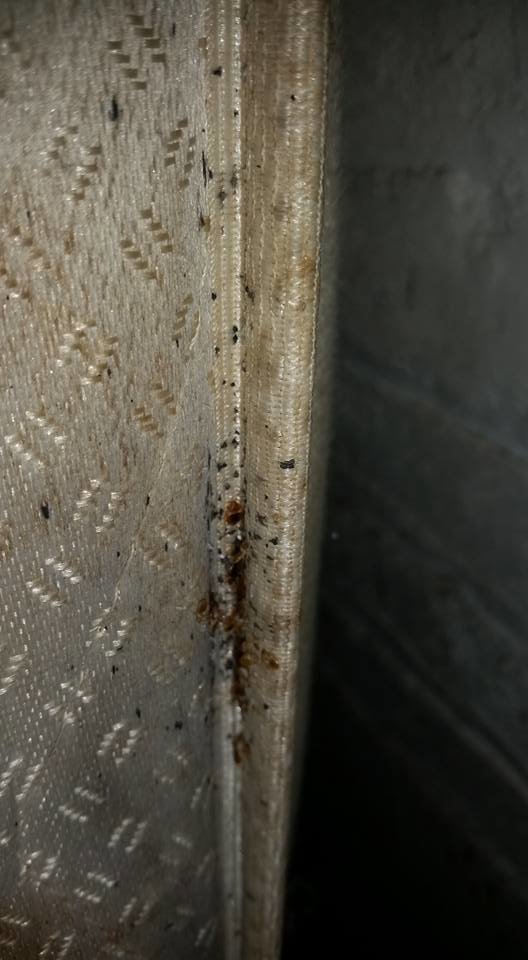 Close-up of bed bugs and their droppings found on a mattress seam by Berry & Yates Pest Control in Chicago, IL.