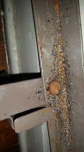 Bed bugs and their droppings infesting a metal bed frame, a common problem treated by Berry & Yates Pest Control in Chicago, IL.