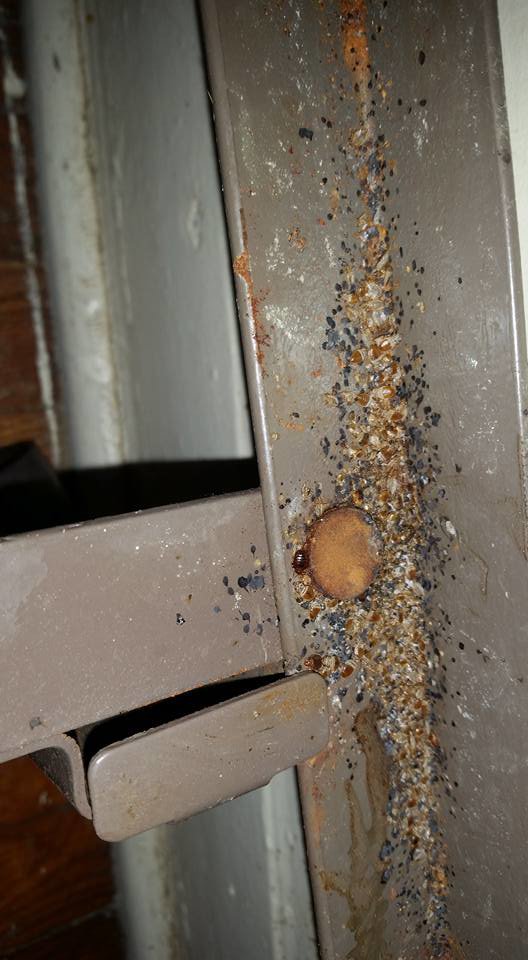 Bed bugs and their droppings infesting a metal bed frame, a common problem treated by Berry & Yates Pest Control in Chicago, IL.