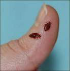 Two bed bugs visible on a finger, indicating a pest problem addressed by Advanced Pest Elimination in Warwick, RI.