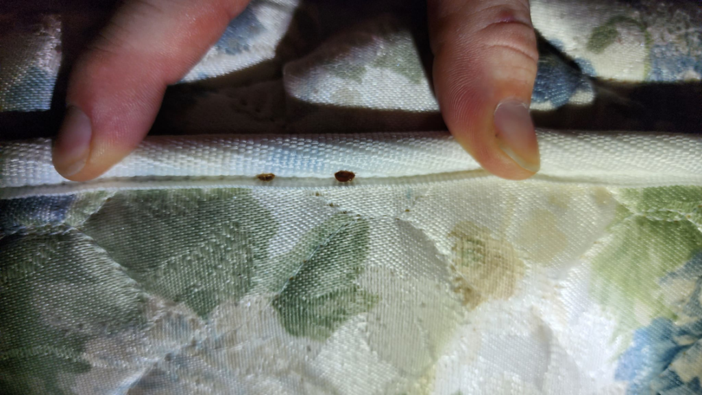 Close-up of bed bugs visible on a mattress seam, indicating a bed bug infestation treated by Before and After Pest Control in Kenner, LA.
