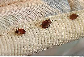 Several bed bugs visible on a mattress seam, indicating an infestation that Eliminex Bed Bug Control addresses in Clark, NJ.