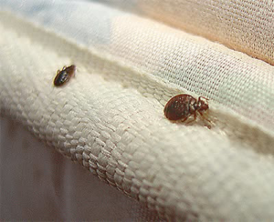 A close-up view of bed bugs on a mattress seam, indicating a pest control need addressed by Habitat Pest Control in San Jose, CA.
