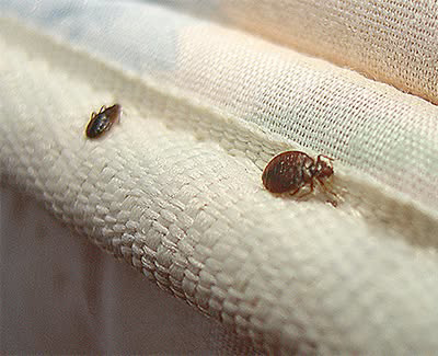 A close-up view of bed bugs on a mattress seam, indicating a pest control need addressed by Habitat Pest Control in San Jose, CA.