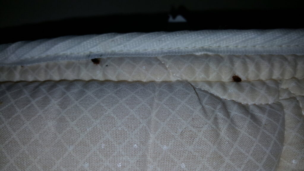 Two bed bugs visible on a mattress seam, indicating an infestation found by Superior Pest Management in Kannapolis, NC.