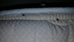 Two bed bugs visible on a mattress seam, indicating an infestation found by Superior Pest Management in Kannapolis, NC.