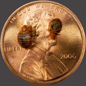 Close-up of bed bugs on a penny, representing a common pest problem handled by Southwest Bug & Pest in Bozeman, MT.