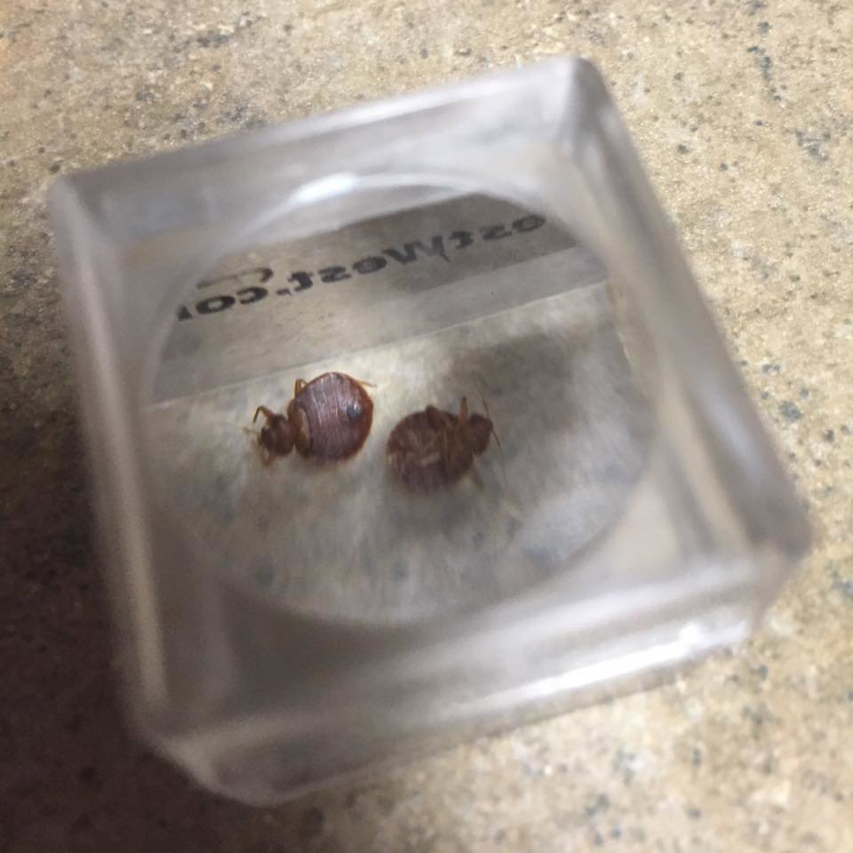 Two bed bugs captured in a clear container by Dan's Pest Management in Bakersfield, CA