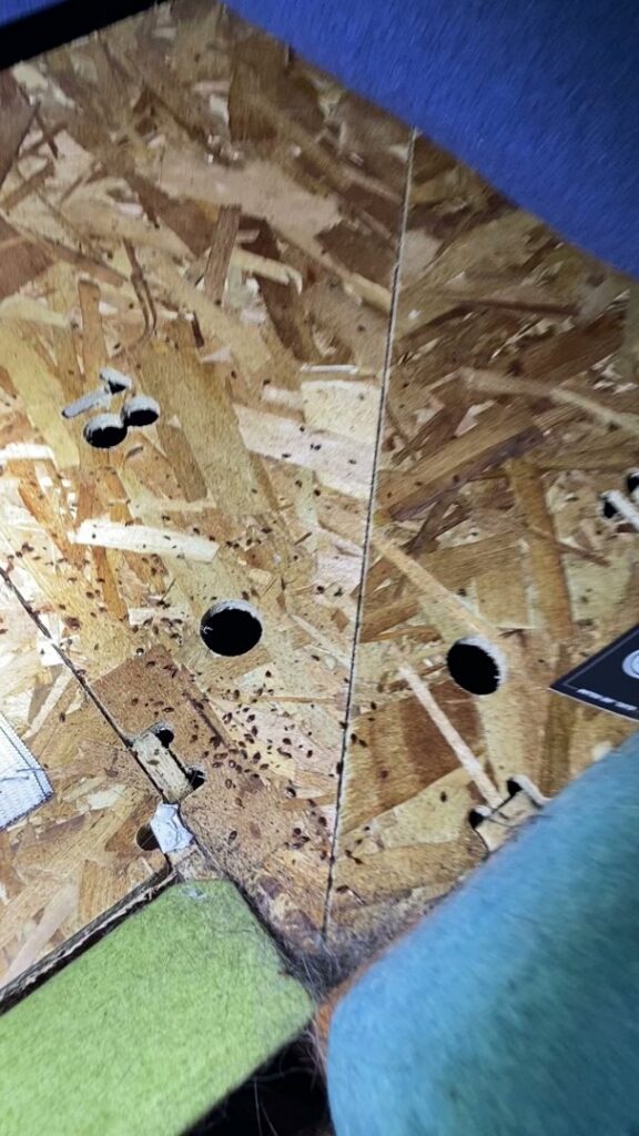 Bedbugs and their droppings visible on a wooden OSB board, indicating an infestation handled by Northwest Bedbug Company in Spokane, WA.