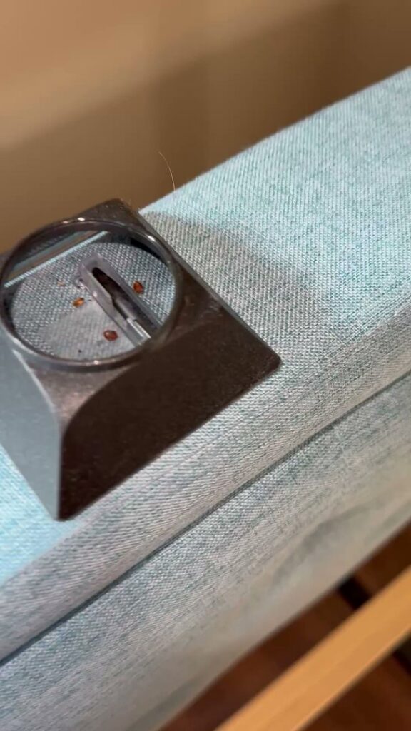 A bedbug interceptor trap with several bedbugs caught inside, used for monitoring by Northwest Bedbug Company in Spokane, WA.