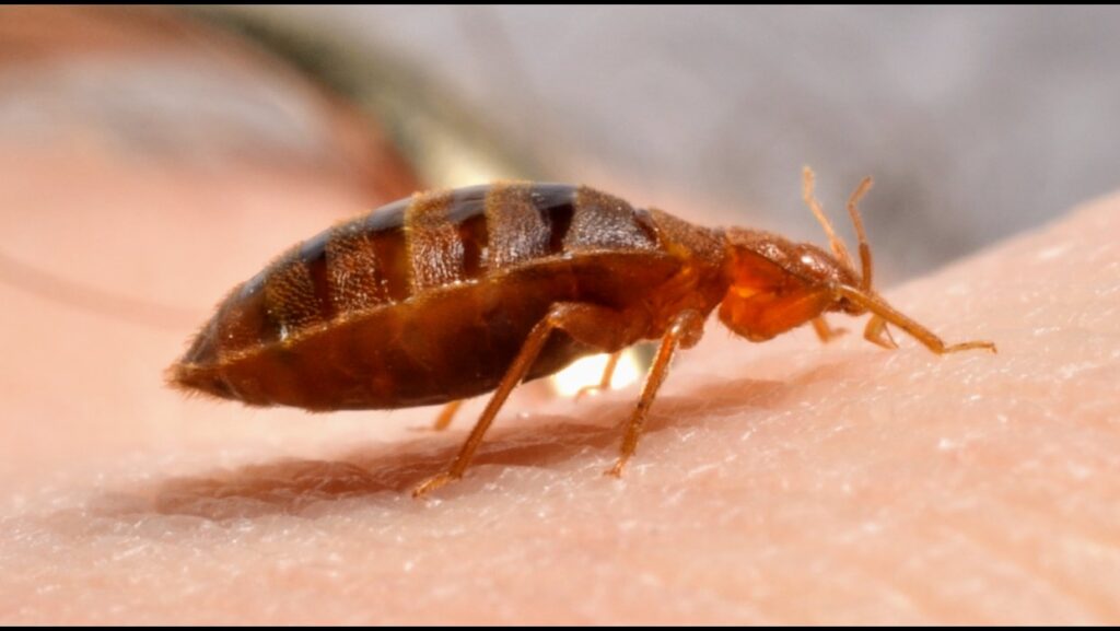 A bedbug crawling on human skin, showing the pest in its natural feeding environment, addressed by Northwest Bedbug Company in Spokane, WA.