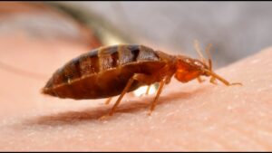 A bedbug crawling on human skin, showing the pest in its natural feeding environment, addressed by Northwest Bedbug Company in Spokane, WA.