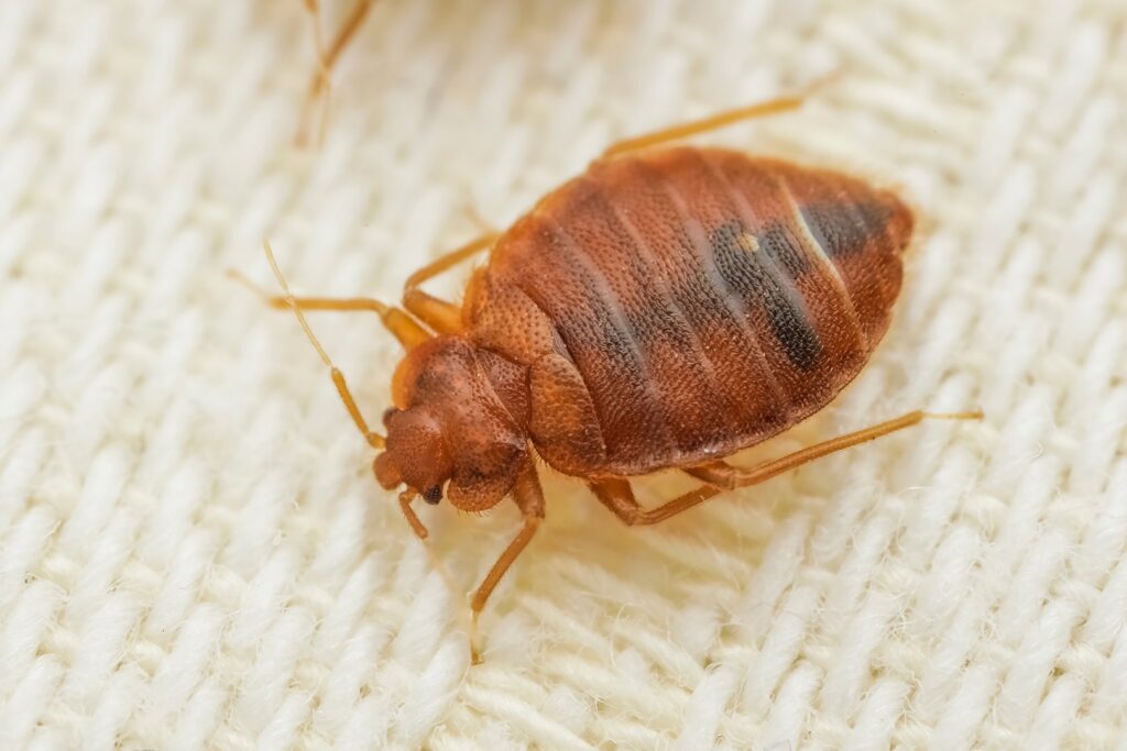 A close-up of a bedbug resting on a white textured fabric, identified by Northwest Bedbug Company in Spokane, WA.