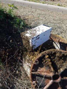 A white bee collection box covered in bees, placed in a natural setting during a bee removal or relocation by J R Bees LLC in San Diego, CA.