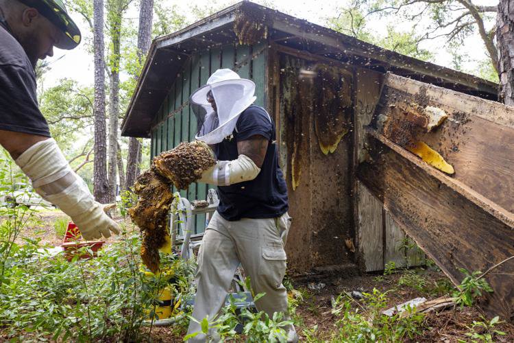 Technicians in bee suits extracting a large honeycomb from a shed for A&E Bee Extraction and Control in Mount Pleasant, SC.