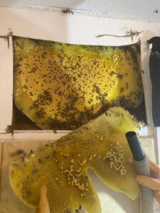 A large bee hive exposed within a wall during removal by Dale Richter's The Buzz Fuzz in Leesburg, GA