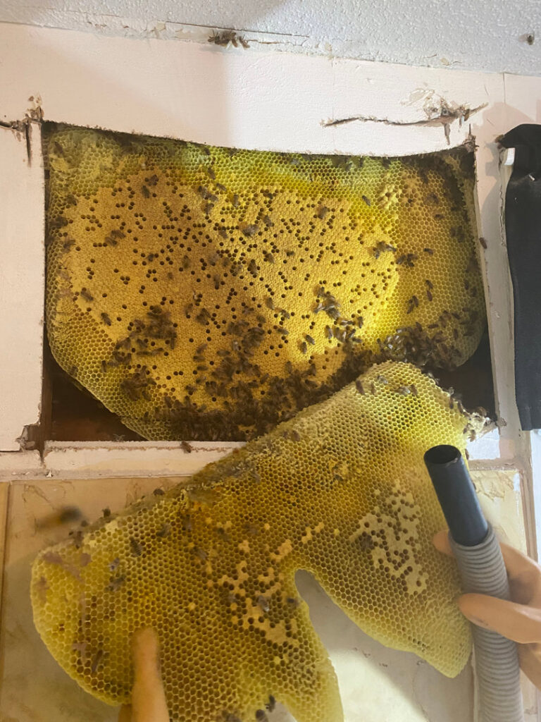 A large bee hive exposed within a wall during removal by Dale Richter's The Buzz Fuzz in Leesburg, GA