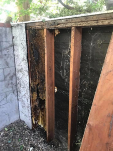 A large bee hive infestation visible inside a wall cavity, being addressed by Benchmark Pest Control in Bakersfield, CA.