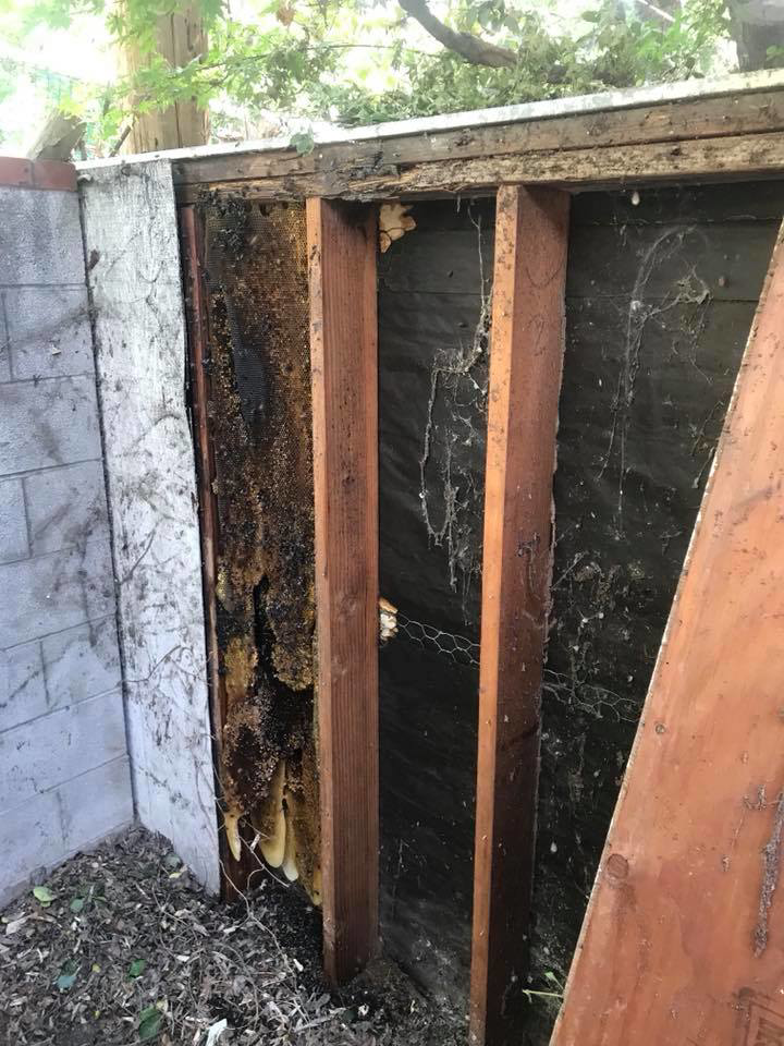 A large bee hive infestation visible inside a wall cavity, being addressed by Benchmark Pest Control in Bakersfield, CA.