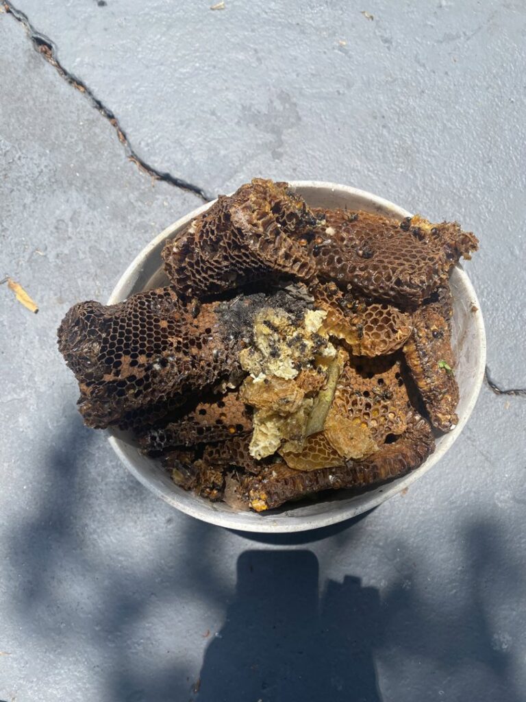 A bucket filled with removed bee nest honeycomb and debris, showcasing bee removal services by Sunbuzz Pest Control & Environmental Services in Fort Lauderdale, FL.